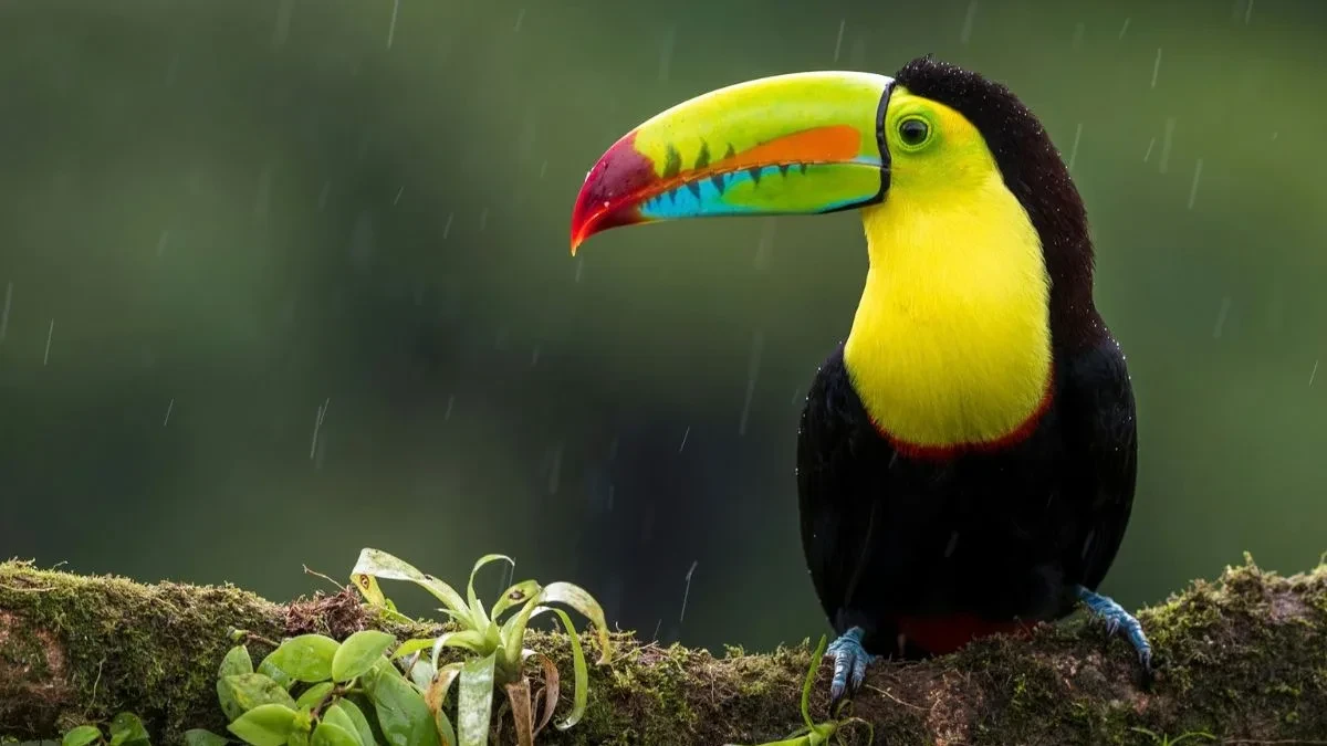 Ilustrasi a toucan sitting on a branch Mengejutkan, Burung Betina Ternyata Lebih Cepat Mati daripada Jantan